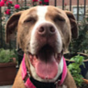 Meet your Posher, Noah